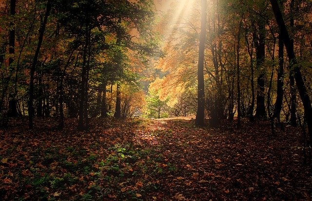 Autumn Foliage Travel Guide for German Visitors