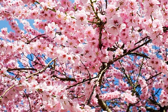 Kirschblüten-Besichtigungstermine für deutsche Touristen