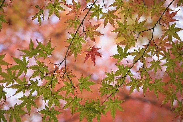 Optimale Reisezeit für Deutsche in Japan