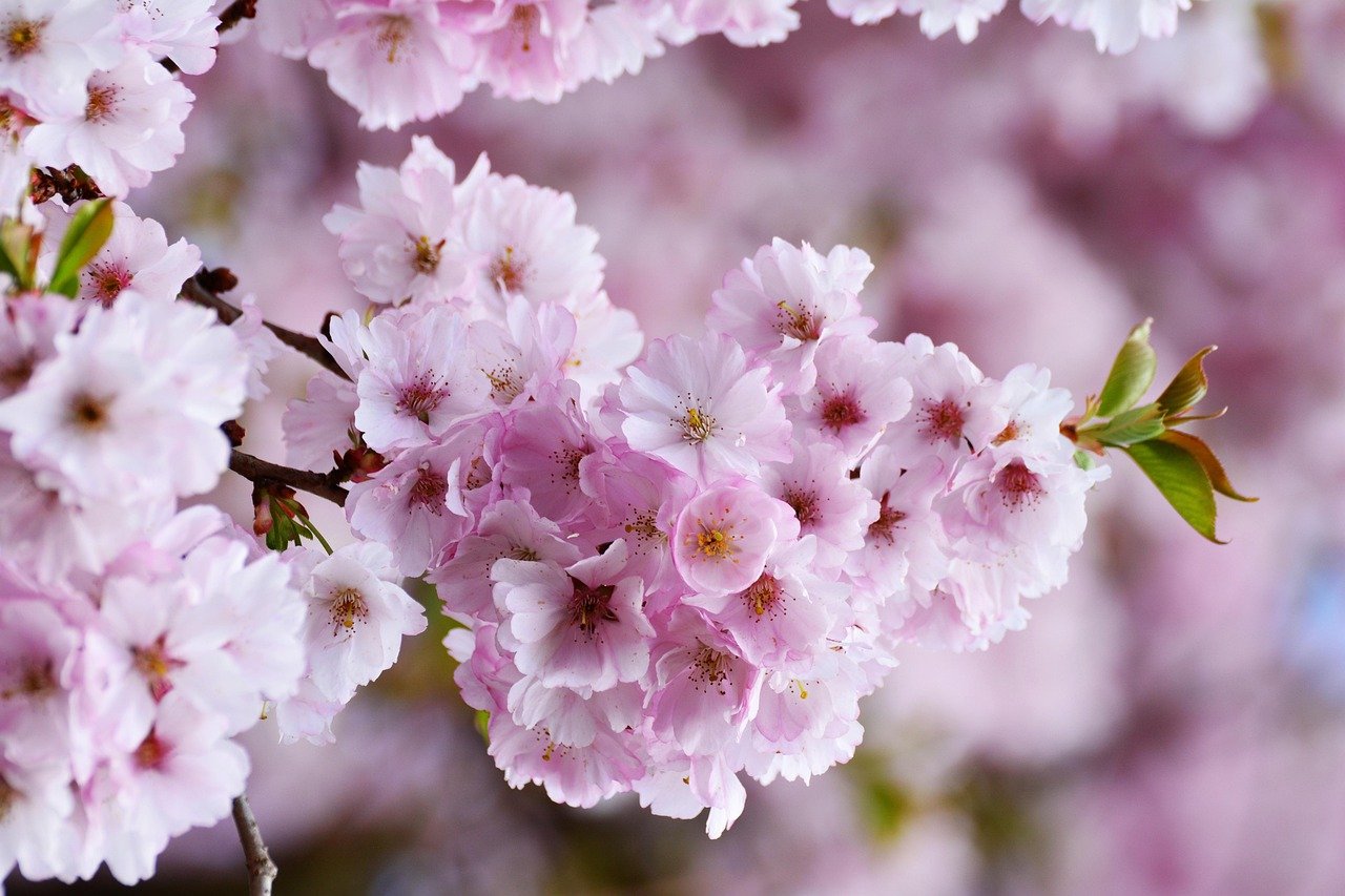 Kirschblüten nahe Tokio