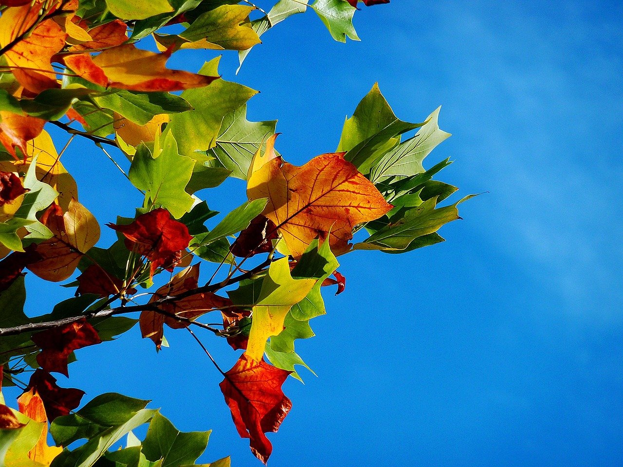 Kyoto Herbstlaub Prognose 2025