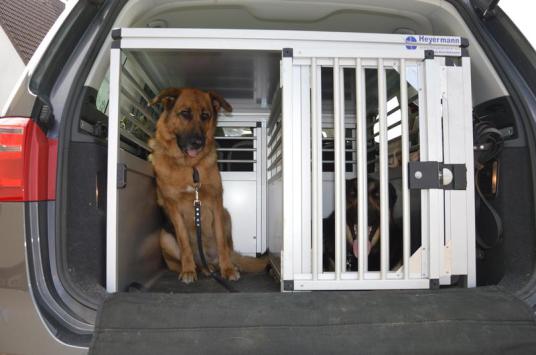 Die 5 besten Tiertaxi-Services in Hamburg – Tiere sicher zu lokalen Terminen transportieren